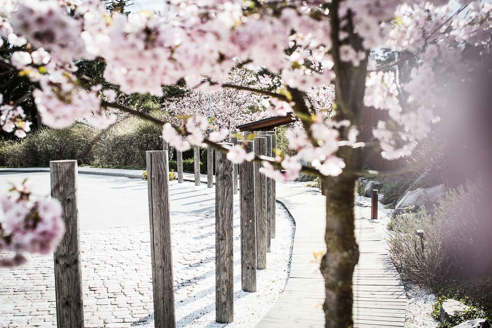 Yasuragi — photography